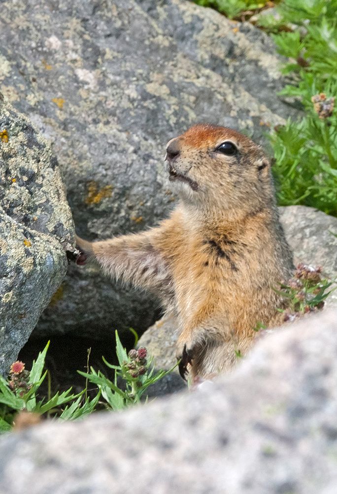 Ground squirrel-Cape Dezhnev-most eastern corner of Eurasia-Russian Far East
